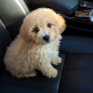 Meet your Posher, Alisa